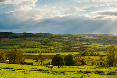 lush green landscape with fields and trees under a bright sky featuring sun rays and two sheep grazing in the foreground symbolizing nature's beauty and tranquility in seven shades of green