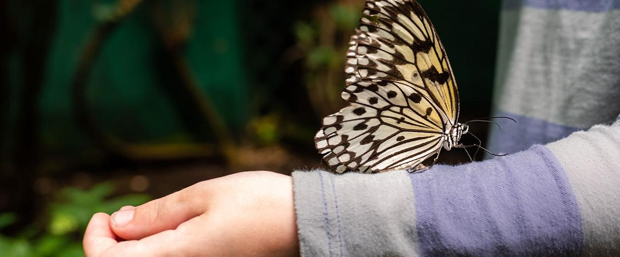 A butterfly has landed on a childs arm