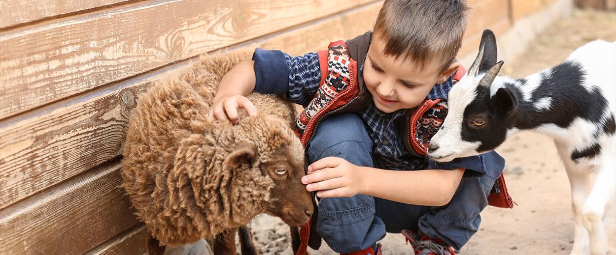 A boy in a petting zoo with sheep