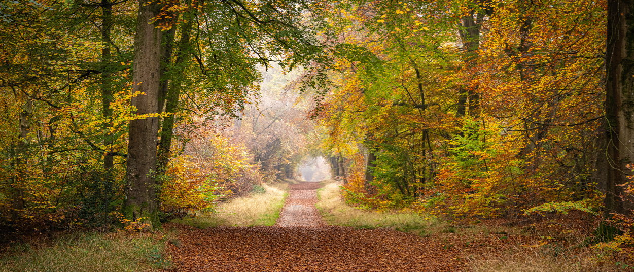 Savernake Forest Woodland, wiltshire